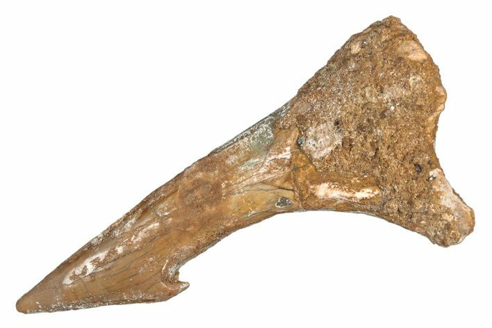 Fossil Sawfish (Onchopristis) Rostral Barb - Morocco #219901